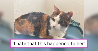 'She was so scared but trusted me right away': Hiker witnesses cat owners abandoning their senior feline in real time, but doesn't fail to do the right thing