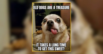 The Goofiest Dogs Bringing Whimsical Canine Vibes