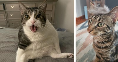 20 Chaotic Cats Using their Weird Ways to Wash Away your Worries