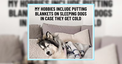 21 Heartwarming Husky Memes fur Combating the Cold