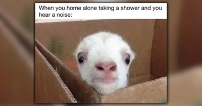 24 Wildly Wholesome Animal Memes for a Wonderfully Warm Week