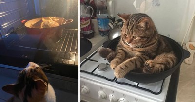 20 Scrumptious Pictures of Sous-Chef Cats Stirring, Sniffing, and Supervising