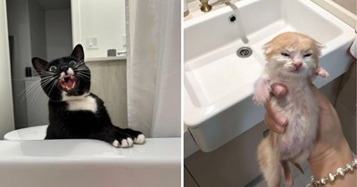 25 Purriceless Pictures of Cats Getting a Bath and Already Planning Revenge