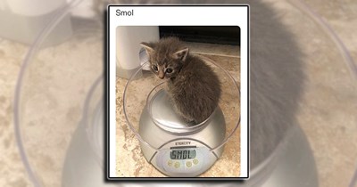 A Big Batch of Tiny Cats in Hissterical Memes and Meownificent Photos 