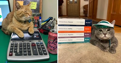 21 Purrfessional Pictures of Clawified Accountant Cats Catculating Your Taxes