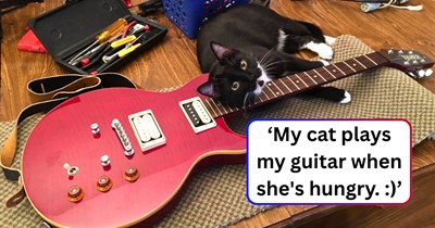 Musicians are weighing in after a new cat owner worries about his gear, only to find that felines have a funny affinity for Rock & Roll: ‘She will try to climb BETWEEN me and the guitar.’