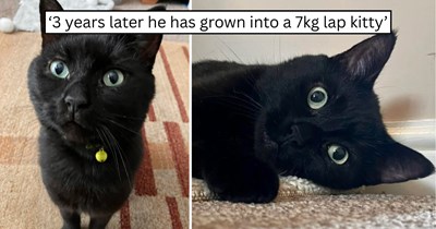 'The cat delivery system sent him to us': Couple finds a tiny black kitten on their doorstep and gives him a loving home, where he grows into a constant companion who follows them everywhere