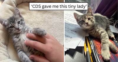 'I feel so lucky to have found this sweet perfect girl': Couple hears cries, rescues tiny kitten from a car wheel well, and brings her home for a life of cuddles