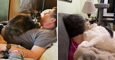 23 Cats Who Think Paw-sonal Space Is Just Another Playground