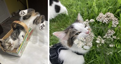 26 Uplifting Pics of Funny Felines Fooling Around