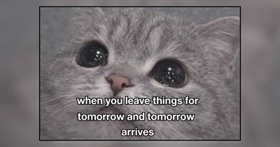 22 Lazy Memes of Procatstinating Felines Putting Off Purrductivity