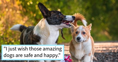 2 Spanish hunting dogs rescued while running through highway traffic by dog loving couple reunited with pawrent after a rabbit chase had them missing for 24hrs, furious rescuer says: ‘I am mad at the owner for his lack of worry’