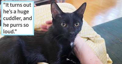 Cat distribution system calls on cat loving couple’s dog to find and deliver them a kitten to ease the loss of their fur baby, cat mom says: ‘The purrs and cuddles of this little baby are more healing than anything right now.’