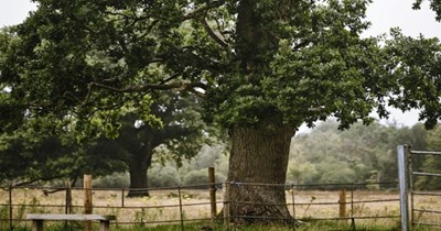 Portland resident returns home to find the developer next door trying to remove their 100 year old tree