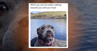 26 Doggy Dopamine Memes to Rescue Dog Lovers From a Bad Mood