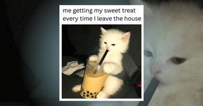 28 Pawsitive Cat Memes to Meowplify a Cat Lover's Happiness 