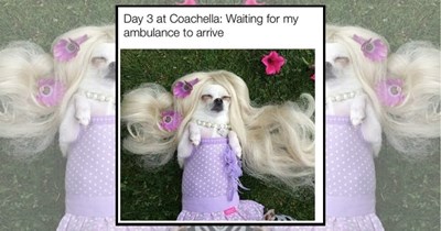 25 Coachella Memes for Desert Dreamers Living Their Festival Fantasy