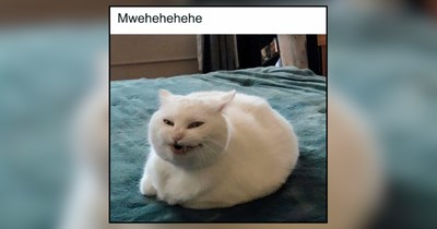 22 Clever Memes of Cunning Cats Coordinating a Couch-to-World Takeover