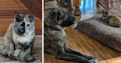 'My wife and I were set on no more animals, but how could you say no to this face?': Innocent tortie dumped in gas station parking lot, couple happily adopts her despite having senior cat and two dogs