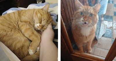 Neighborhood orange stray goes from "The Street Cat" to Sammy when he chooses a kind-hearted stranger to adopt him: '[He] demands we cuddle in the bed at all times'
