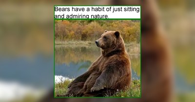 A Full Swing of Springtime Animals For a Dash of Whimsy to Your Day