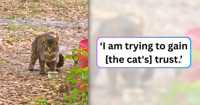 Homeowner is questioning the laws of probability after a malnourished stray feline with a familiar face sparks a family DNA mystery: '[He] appears to be a sibling to two of my cats.'