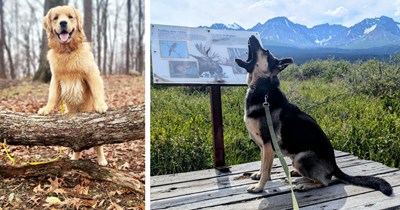 25 Woofs on Walkies for the Lazy Dog Lover Who’d Rather not Get Up