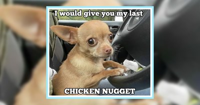 20 Innocent Dog Memes for a Fresh and Funny Start to the Work Day
