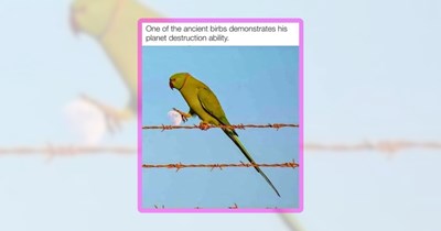 23 Parrot Memes for When You Need Unnecessary Loud Mood Boost