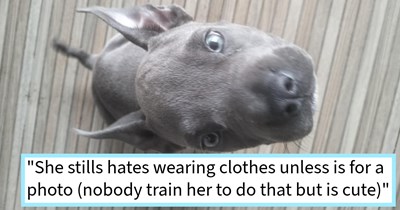 College student’s tough decision to gift family her troubled Pit Bull puppy pays off when family transform the dog from pestilent puppy, to obedient doggo, student says: ‘She is so good now and they give her princess treatment as she deserves’