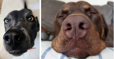 24 Sweet Doggo Snouts Begging for a Big OId Boop