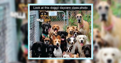 22 Sweet Pupper Posts Pawfect for Lightening your Load this Morning