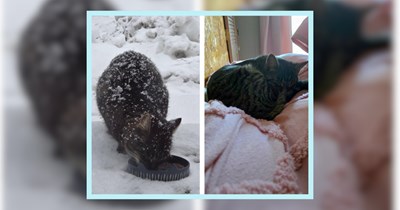 'I spent months working on gaining this cat's trust': Stripped kitty abandoned just before winter, good guy puts in the hours to save his kitty soul