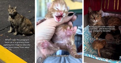 Woman rescues pregnant feral cat in grocery store parking lot hours before mama cat goes into labor, helps deliver entire litter safely: ‘I couldn't leave her’