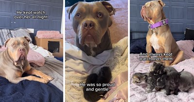 'Although people are scared of his breed, [the kittens] never were': Pregnant momma cat demands her pitbull best friend be by her side during delivery, he watches over her and gently helps her raise her kittens 
