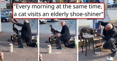 'He never says no to his little friend': Every morning, a cat visits an elderly shoe-shiner in Turkey and patiently waits for him to brush her fur