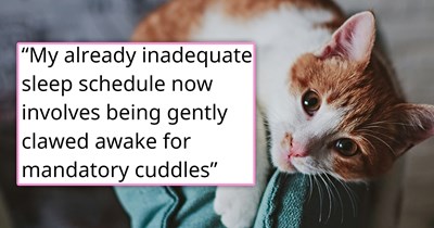 'A paw bops you gently but insistently on your forehead': Person accidentally teaches their cat to demand cuddles in the middle of the night, now gets awakened constantly for mandatory midnight petting sessions 