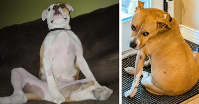 26 Weirdly Seated Silly Pit Bulls Pics for the Warm and Fuzzy Place in your Heart