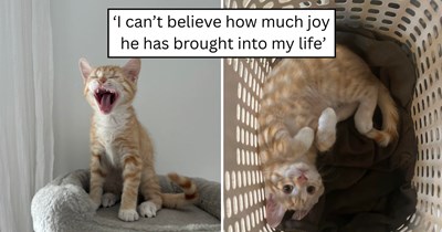 'My life is forever changed': After adopting an orange kitten, one quiet home became full of purring, cuddles, and chaos
