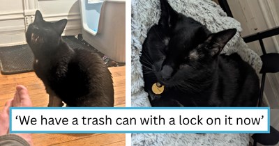 Feline pawrents leave the vet with staggering $6000 bill after their black cat decided to take the "die" in "diet" too literally: 'And I don't regret a second of it!'