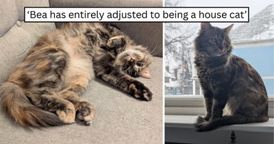 'We're so glad we took her in': From surviving outside in rough shape to living safely indoors, this cat made a full turnaround and found her furever home 
