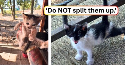 Girlfriend finds herself caught between a litter of four kittens she's found, and a boyfriend who sets a strict limit on her rescue mission: ‘He told me to keep just one.’