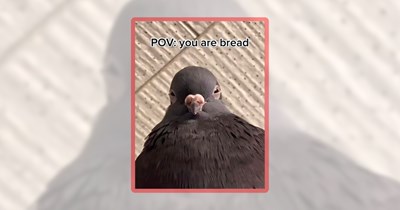 25 Coo-medic Pigeon Memes to Peck Up Your Mood
