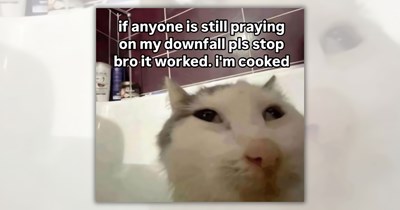 29 Feline Funnies for a Terrifically Timely Escape From the Tuesday Grind