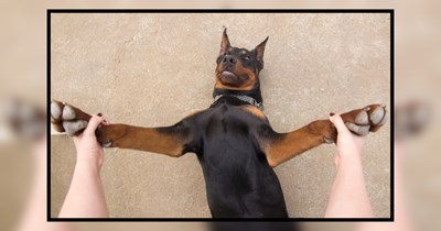 21 Delightful and Distinguished Dobermans for Your Daily Dose of Devotion 
