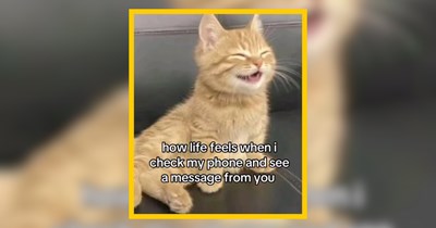 28 Pawsitive Kitty Cats Bringing Sunny Vibes and Good Tides 