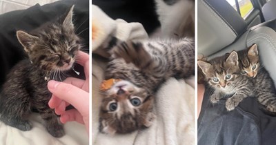 'They were so cute and wouldn’t stop holding onto each other': Wholesome cat brothers refuse to be separated, couple respond to Facebook post and add this duo to their home