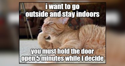 21 Dramatic Memes of Indecisive Cats at the Door Who Can’t Pick In or Out