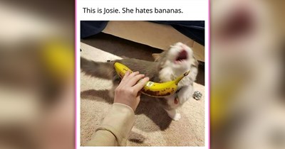 26 Feline Funnies to Fully Fall Under Today’s Purrfect Cat Spell