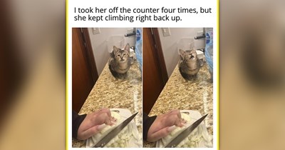 25 Fresh Feline Funnies Packed With the Funniest Meowgnificent Memes